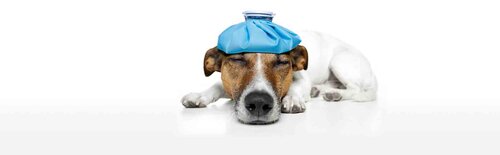 Dog with ice pack