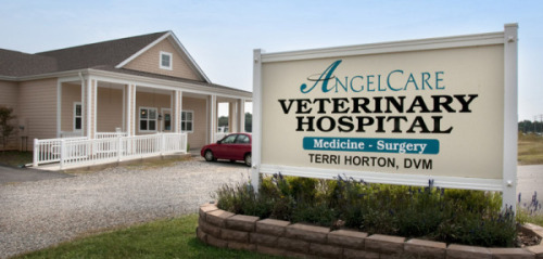 AngelCare Veterinary Hospital 